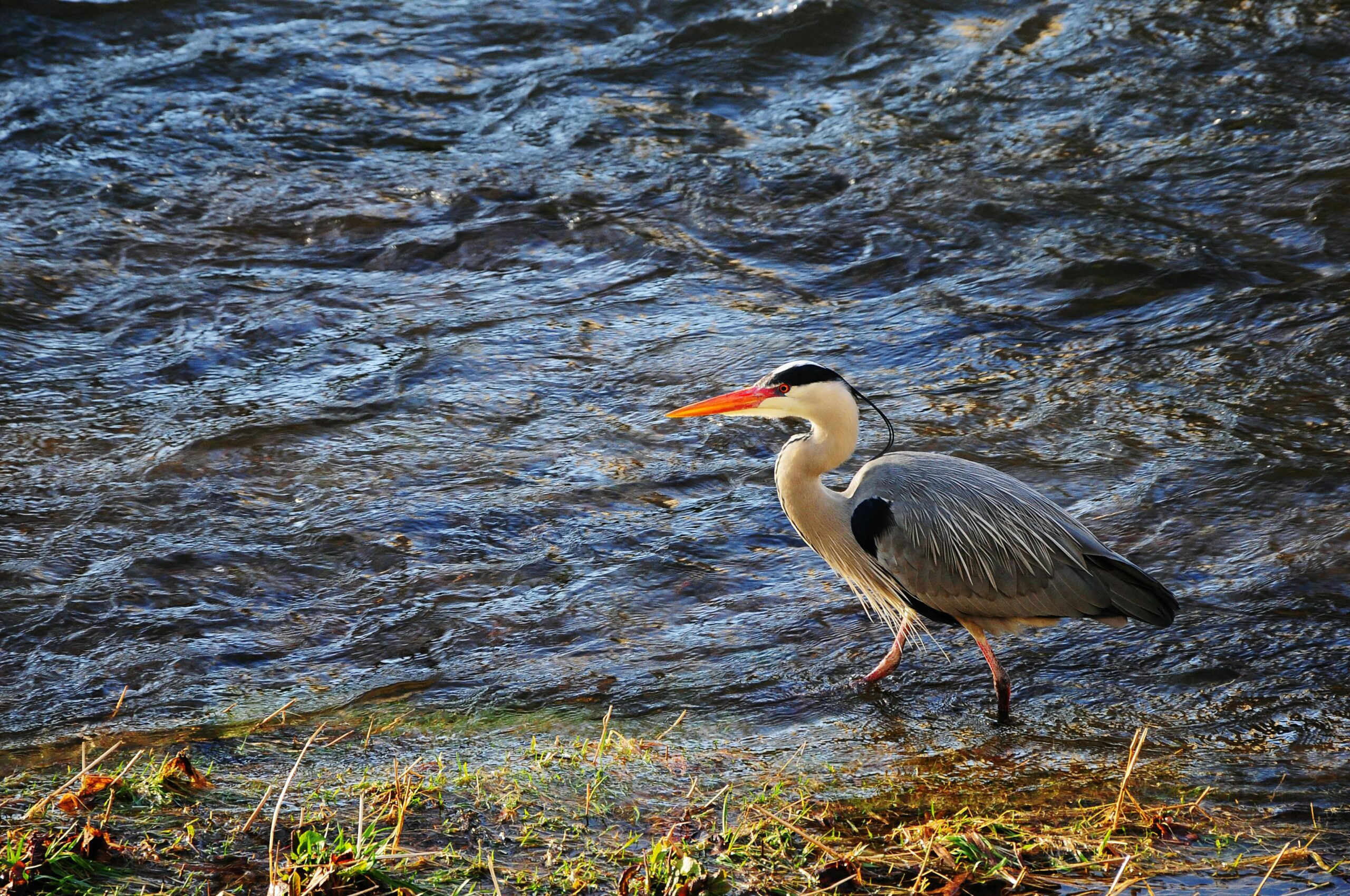 The Heron and The Wind